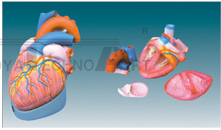 The expansion model of heart